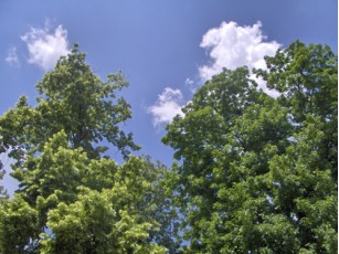 Реконструкцію залізничного вокзалу у Луцьку почнуть з вирубки дерев? (фото)