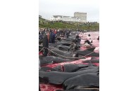 Під час полювання на китів жителі Фарерських острів вбивають близько 1000 тварин