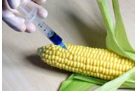 Найбільше продуктів з ГМО вирощують американці